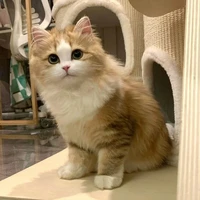 Love Pattranite/ dạng mèo (Cam)