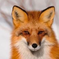 Renard (dạng cáo)