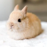 Ciize Rutricha/ dạng thỏ (Đậu)