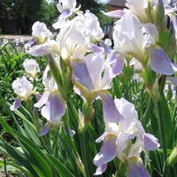 Tác giả Ko ngược