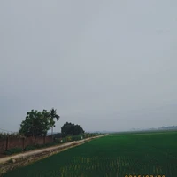 Tác giả hạt tiêu đâyyy