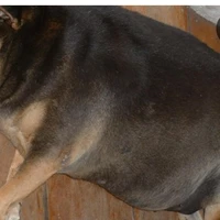 con chó mập nhất xóm