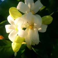 All [trừ một sự việc]