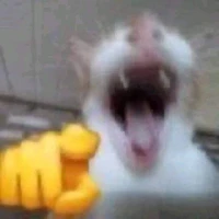 Y/N