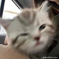 Tác giả mê mèo