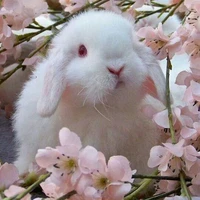 #-유키땅 (Mochi Đậu Lăng).
