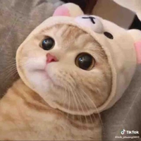 Jin cu te hột me (tác giả)