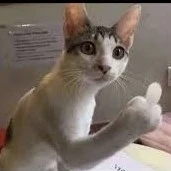 Quần chúng nữ less