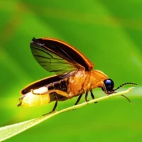tác sờ giả