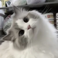 mêu