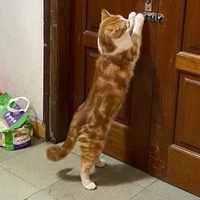 T/g khùng khùng điên điên