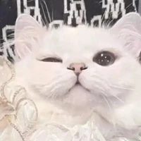 Mèo con