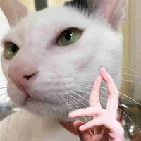 con tác giả mỏ hỗn^^