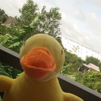 t/g thik vịt