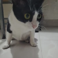 mew