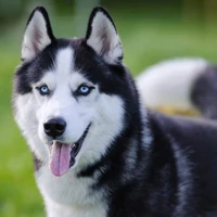 loki