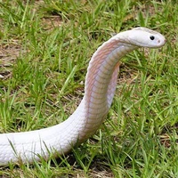 bảo bối của tg