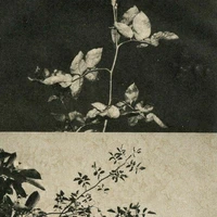 Helen Rosier