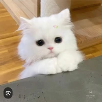 Nguyễn Bảo Ngọc-E thứ 2 của t/g nek :3