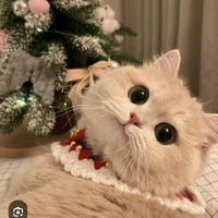 Bùi Ngọc Trân-Ny kon Trang