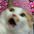 tác giả cute