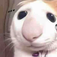 all mấy thằng top