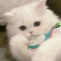 Hoàng Đức Duy|Mèo