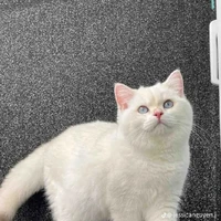 Hệ thống vô địch 