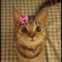 Nhỏ thích ngược 