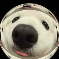 Kiến lửa ( ny bn thân t/g)