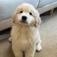 Lulu