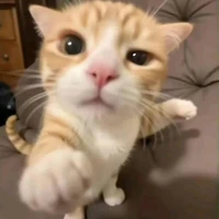 Tgiaa nèe