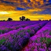 all(trừ ai thì trừ)