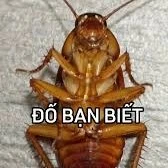 cân mọi loại truyện