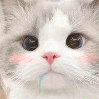 mèo con