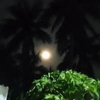 Nam chánh viênツ