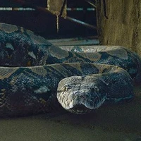 Nagini