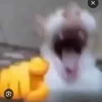 hệ thống meme