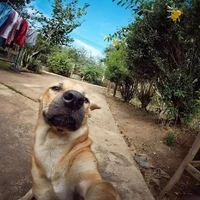 Cat_si (t/g)