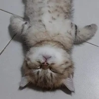 còn mèo đáng yêu