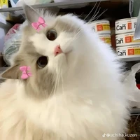 tg xin chào !!