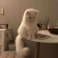 Cap trong dạng mèo anh lông trắng