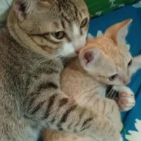 Tác giả nìii