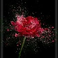 ROSE ( tác giả )
