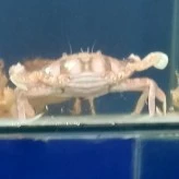 T/g thèm ăn Chance