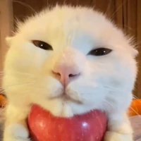 t/g nhỏ pé
