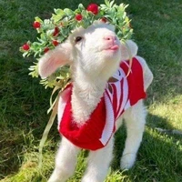 hệ thống cừu hip hop