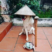 ng ăn xin