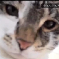 All tất cả người có mặt