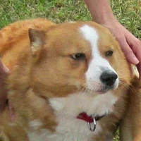 hệ thống bảo kê